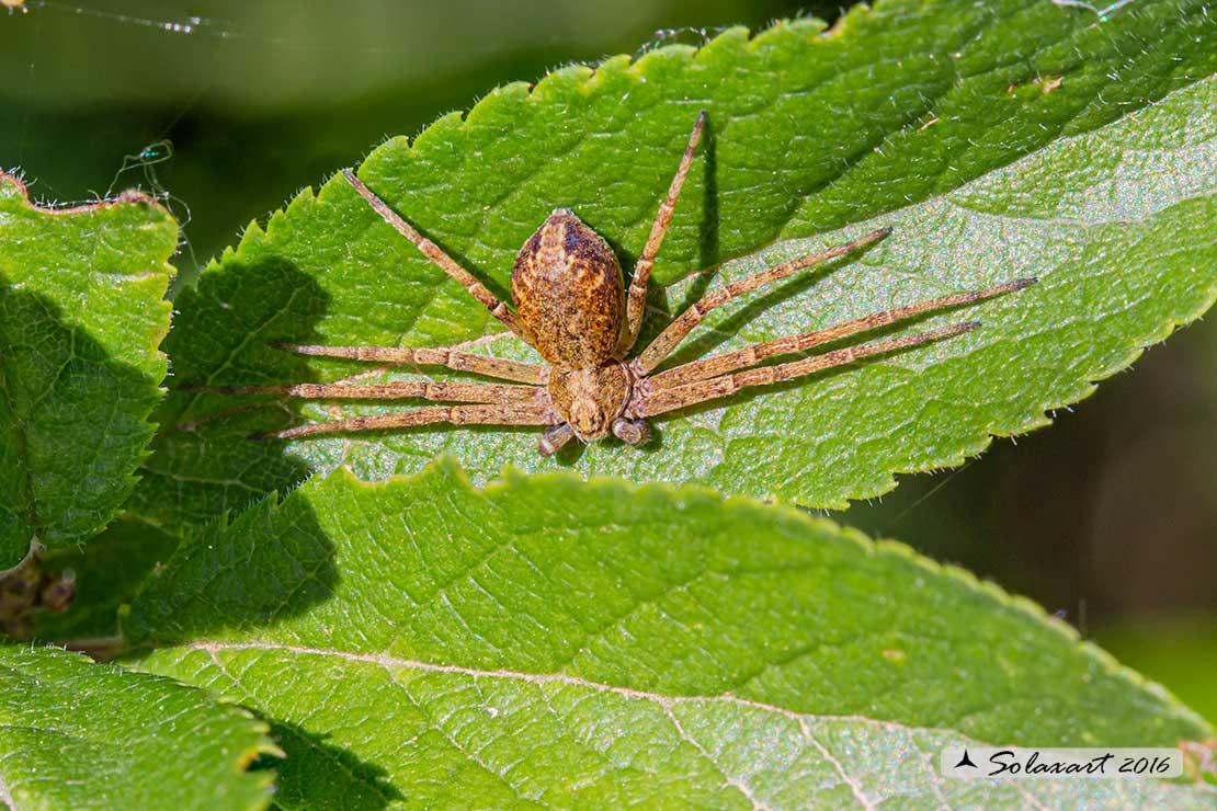 Philodromus dispar - Philodromid crab