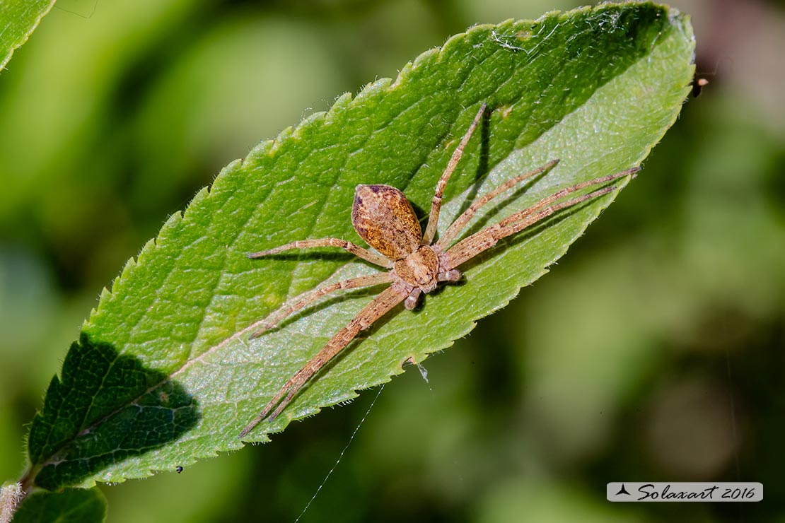Philodromus dispar - Philodromid crab