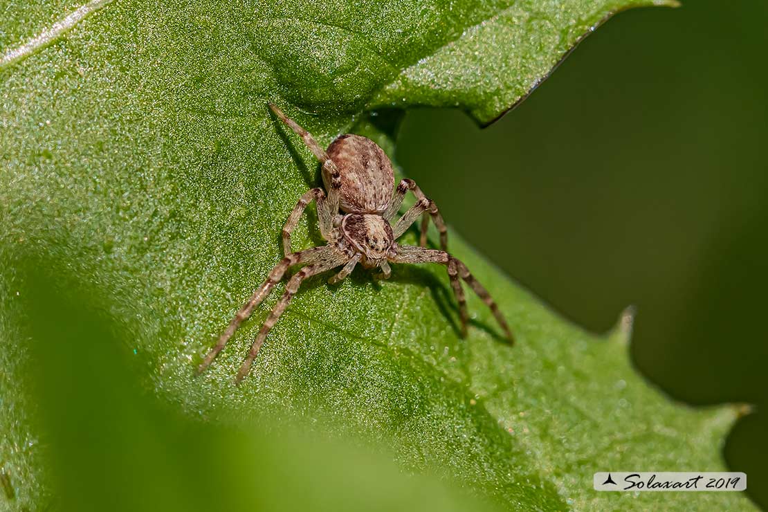 Philodromus dispar - Philodromid crab