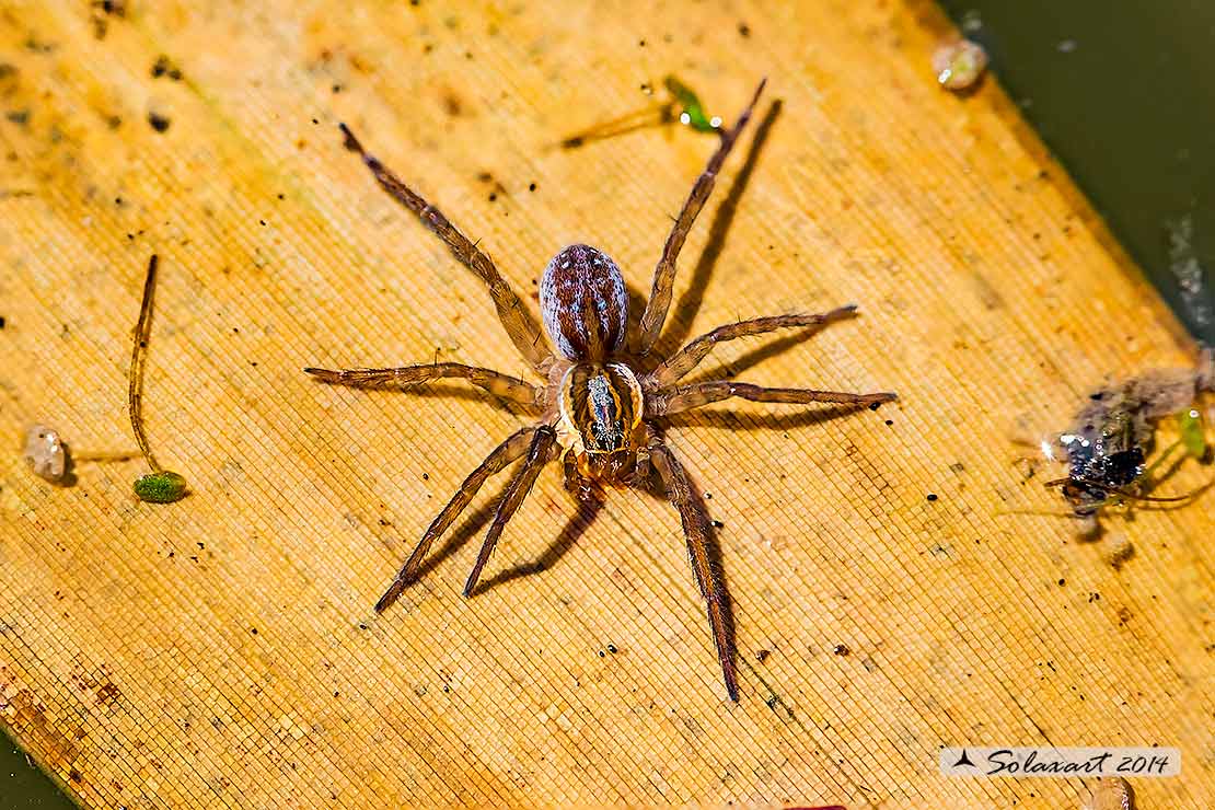 Pirata sp ; ragno lupo - wolfspider ( giovane immaturo)