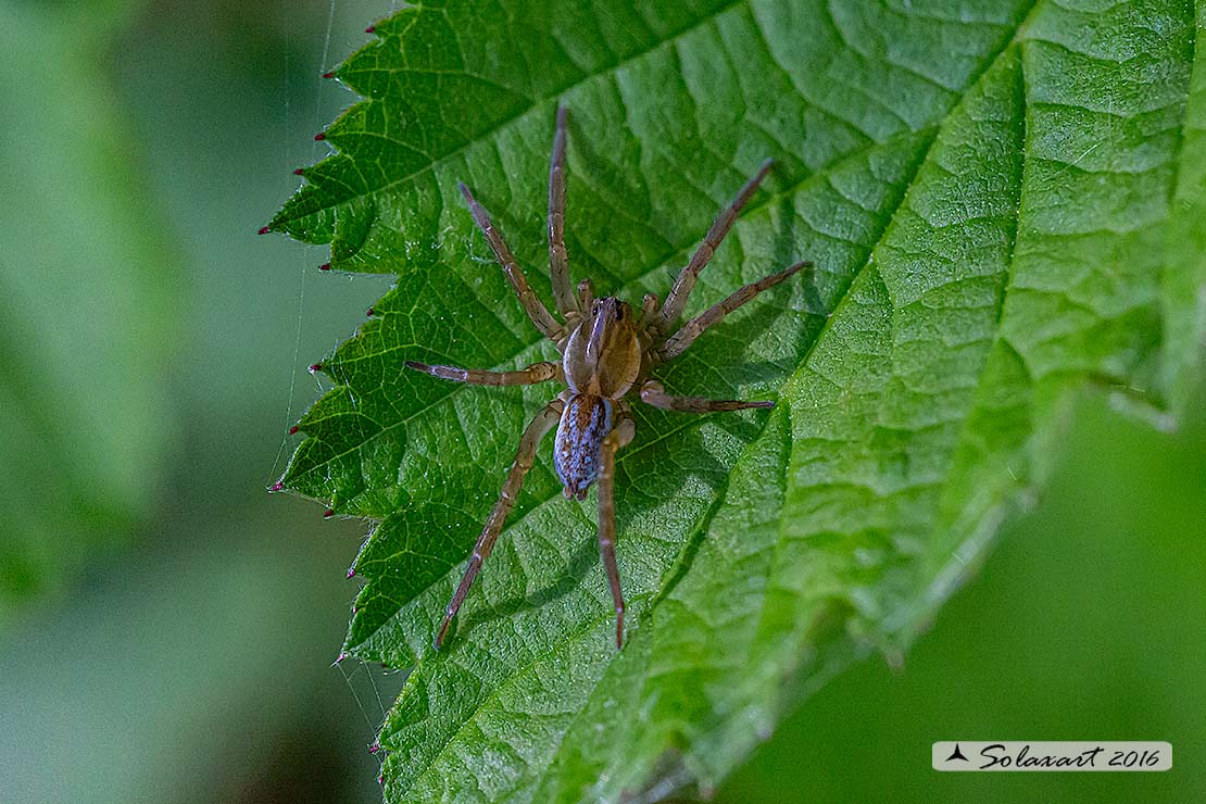 Pirata sp ; ragno lupo - wolfspider ( giovane immaturo)