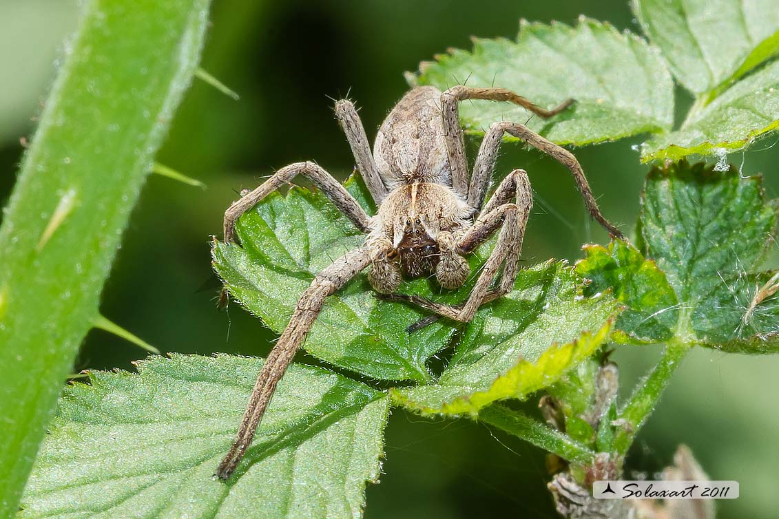 Pisaura sp