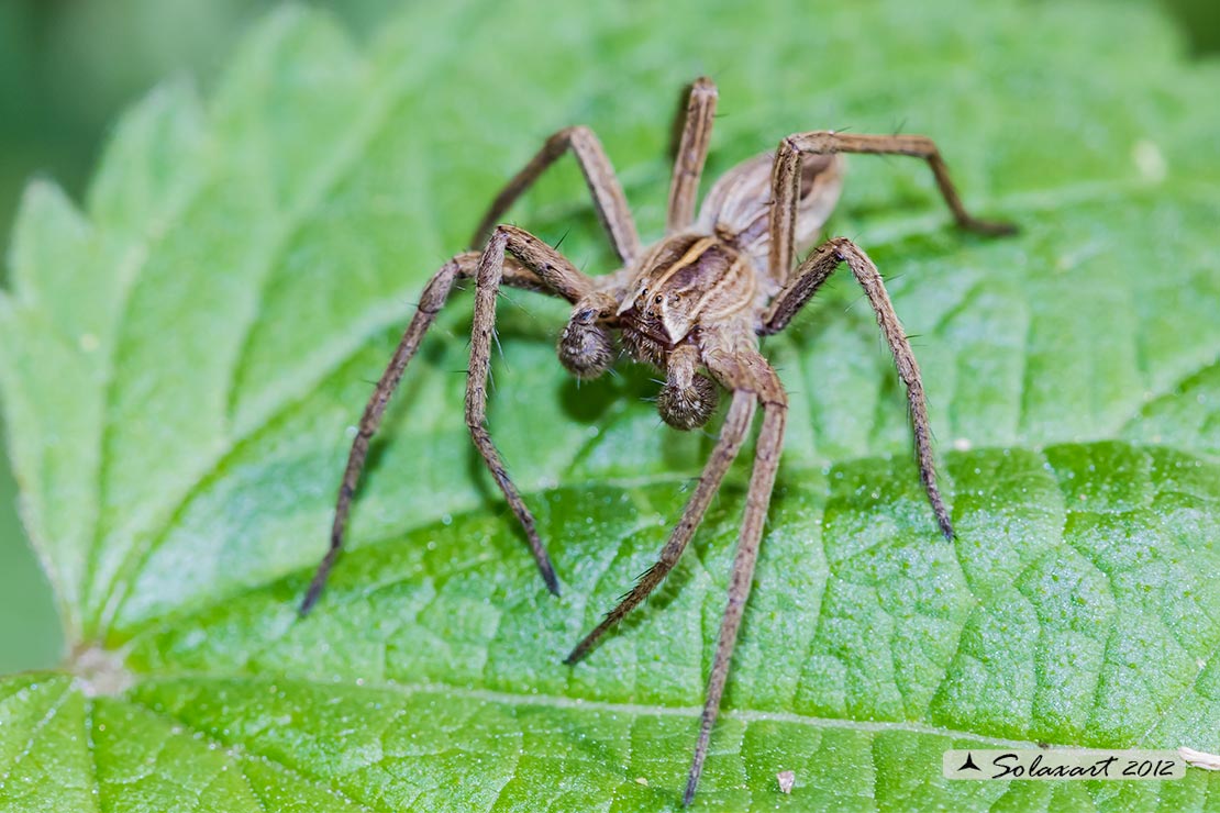 Pisaura mirabilis - Nursery web spider