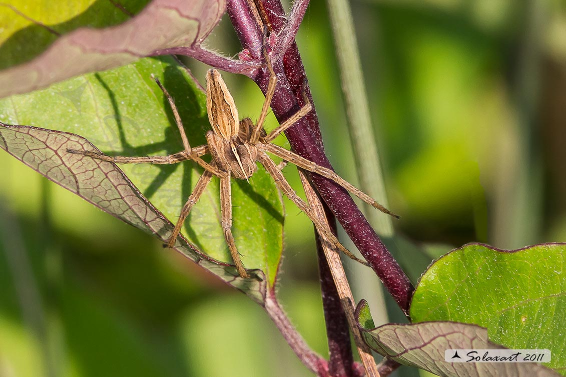 Pisaura mirabilis