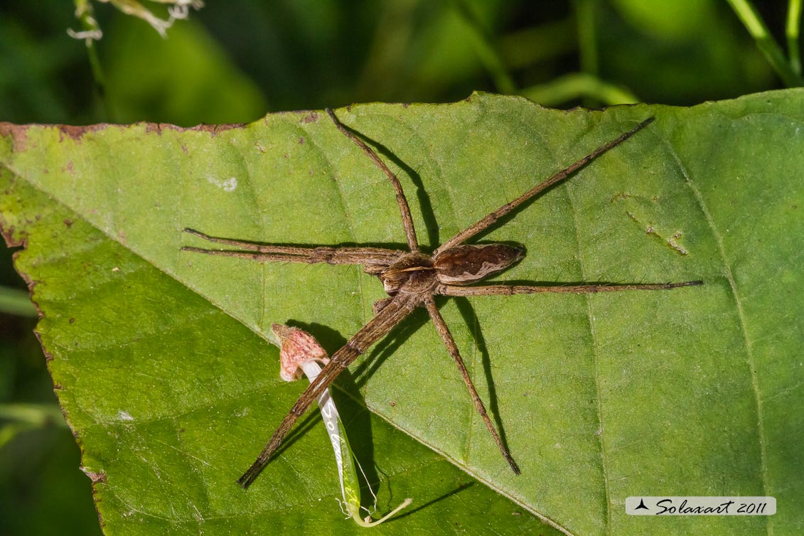 Pisaura mirabilis