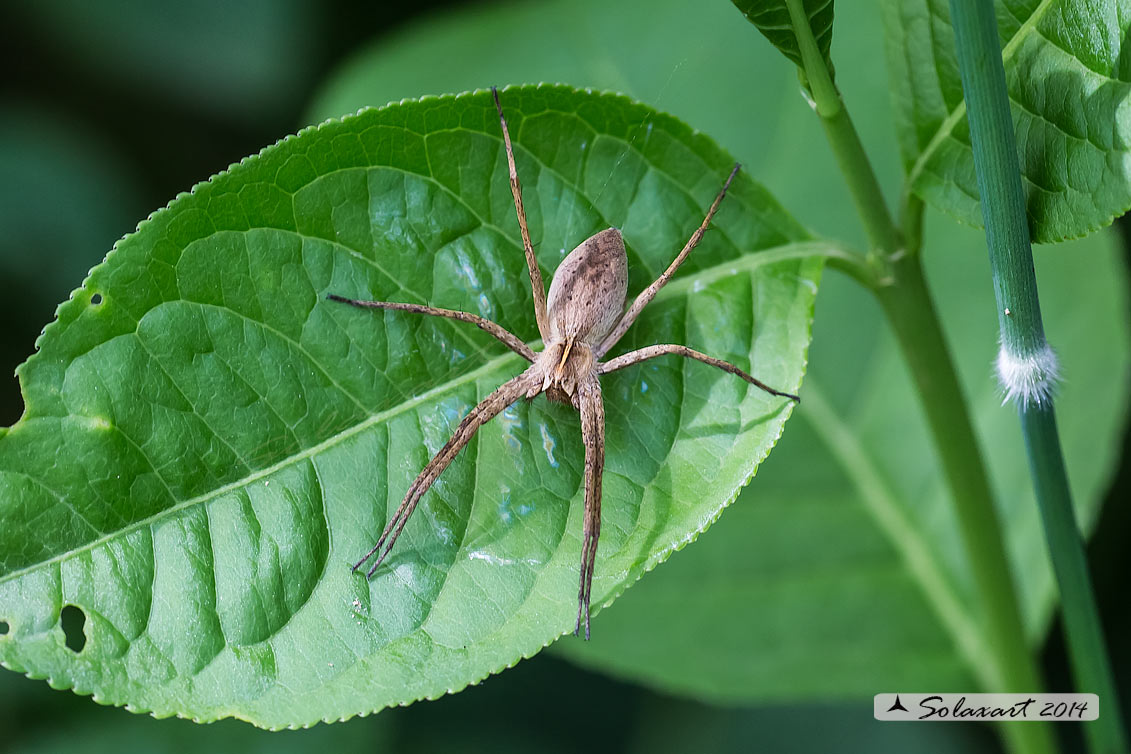 Pisaura mirabilis - Nursery web spider