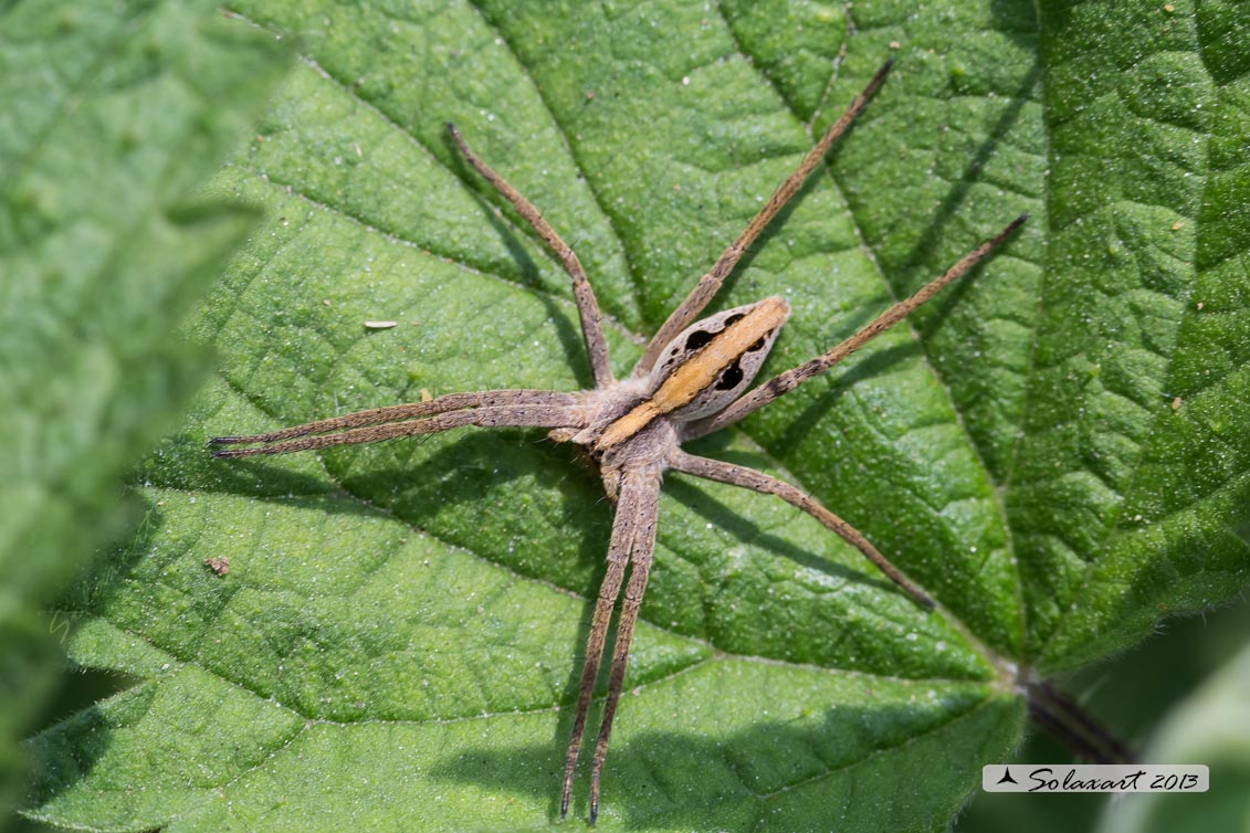 Pisaura mirabilis - Nursery web spider