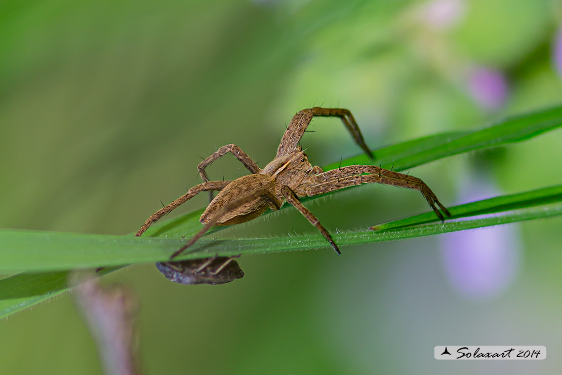Pisaura mirabilis - Nursery web spider