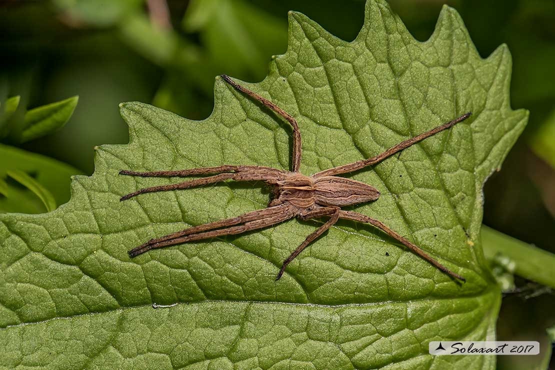 Pisaura mirabilis - Nursery web spider