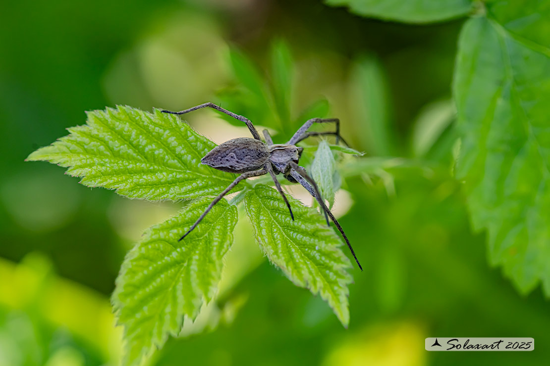 Pisaura mirabilis - Nursery web spider