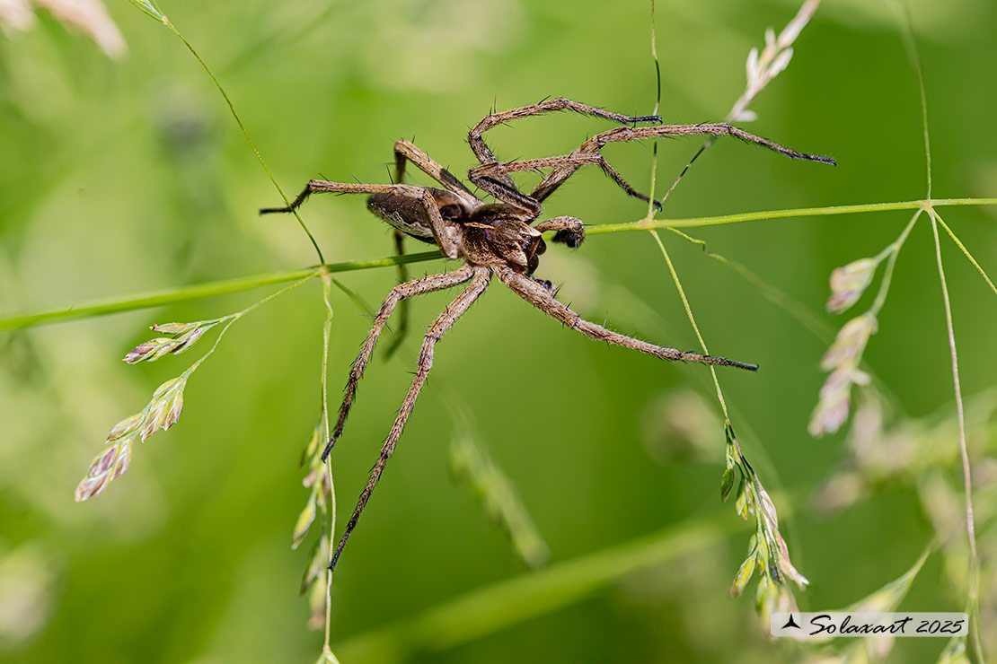 Pisaura mirabilis - Nursery web spider