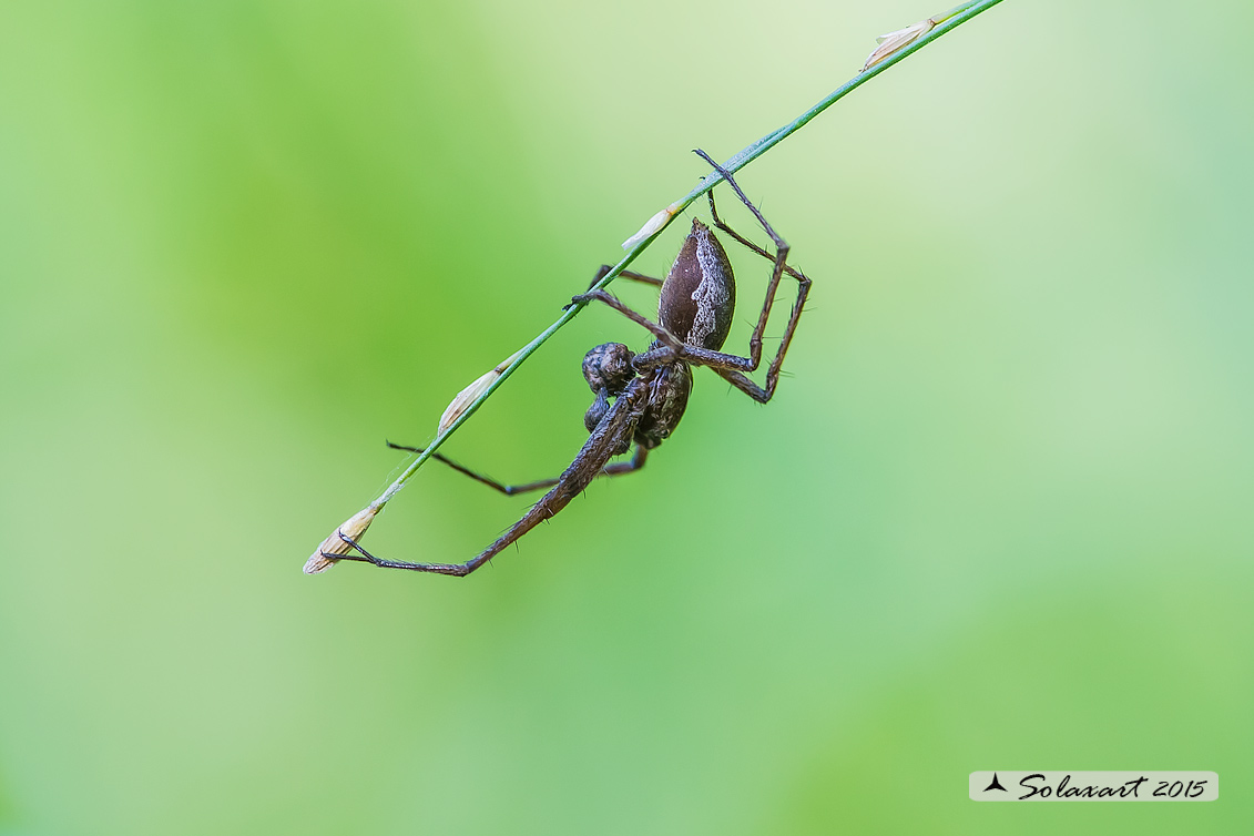 Pisaura  sp (80% mirabilis) - Nursery web spider 
