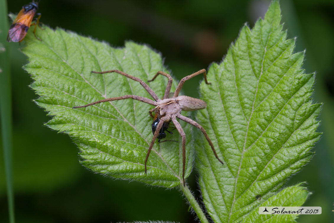 Pisaura  sp. (80% mirabilis ) - Nursery web spider 