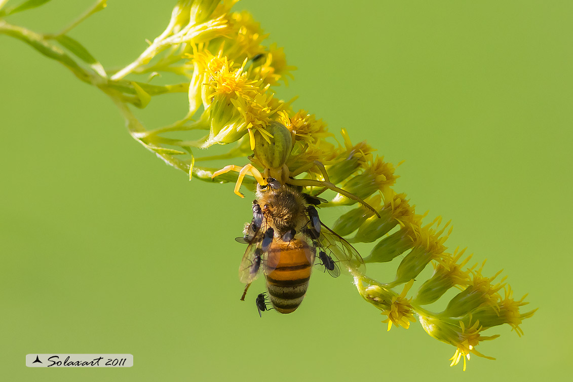 predatore: Misumena vatia - preda:   Ape mellifera