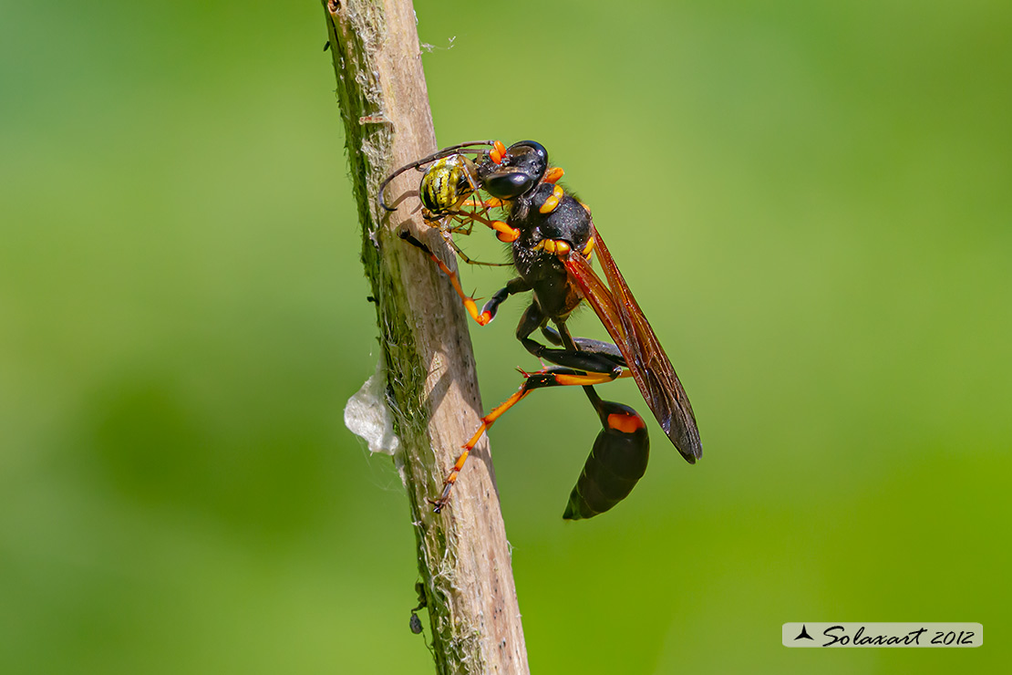 Synema globosum - Ragno Napoleone
