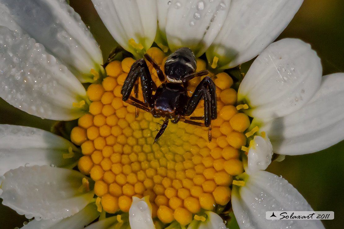 Synema globosum ; Ragno Napoleone - Predatore di Api mellifere