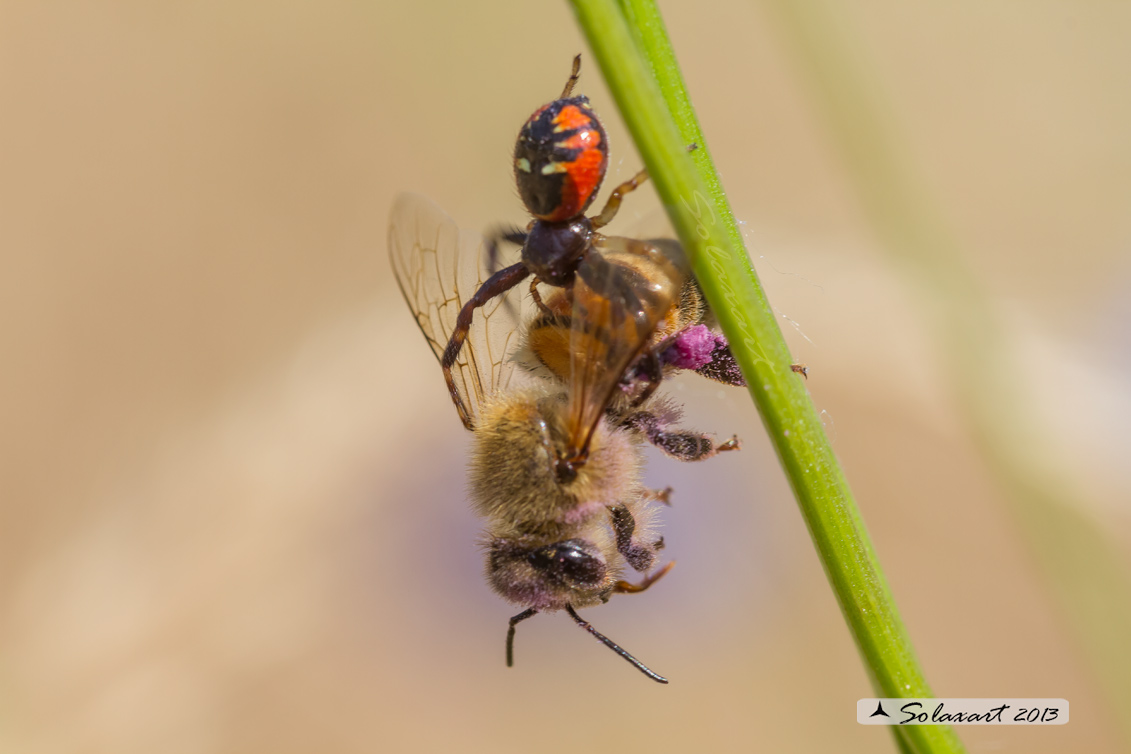 Synema globosum; Ragno Napoleone - Predato Ape mellifera