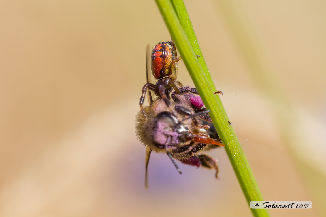 Synema globosum; Ragno Napoleone - Predato Ape mellifera