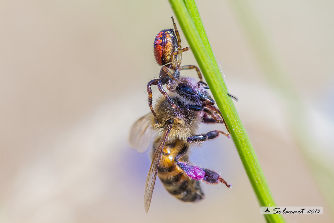 Synema globosum; Ragno Napoleone - Predato Ape mellifera