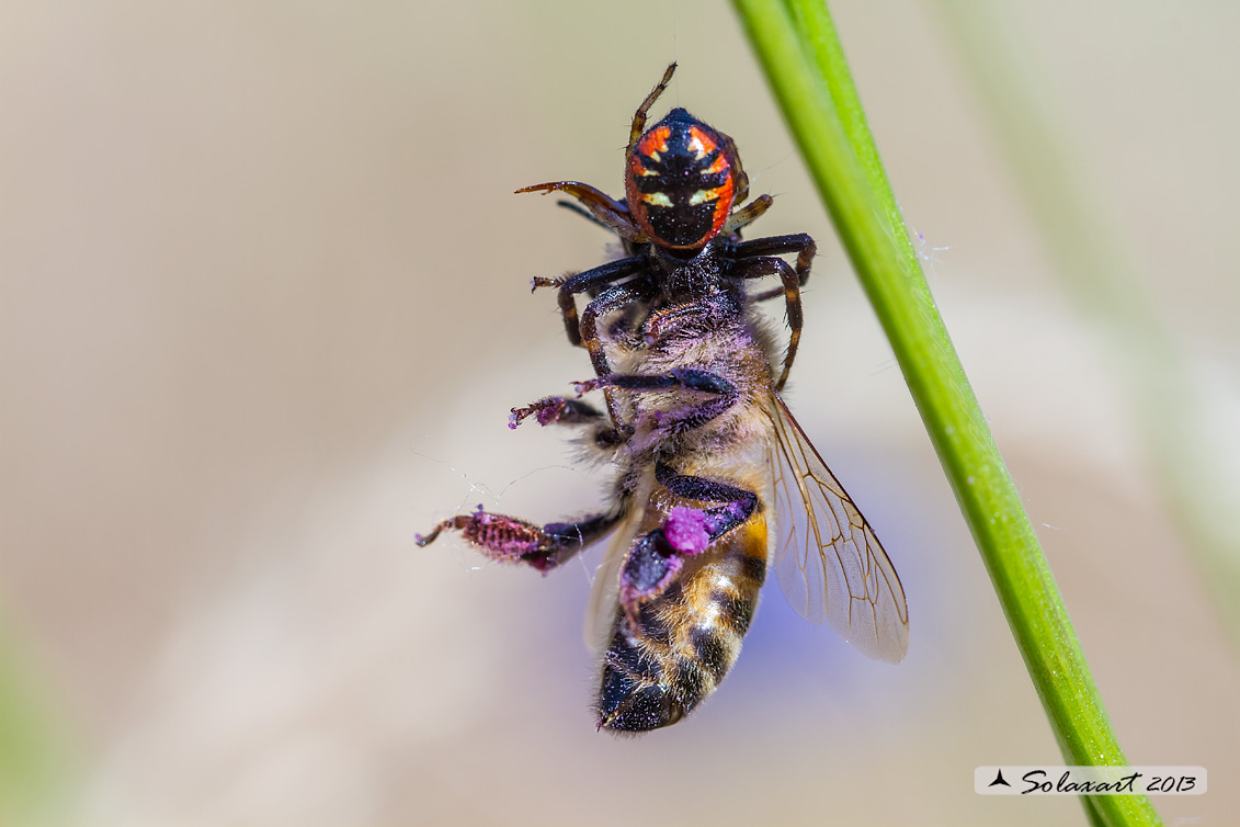 Synema globosum; Ragno Napoleone - Predato Ape mellifera