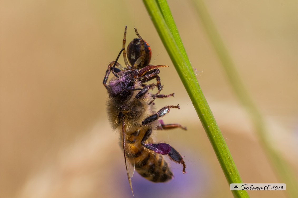 Synema globosum; Ragno Napoleone - Predato Ape mellifera