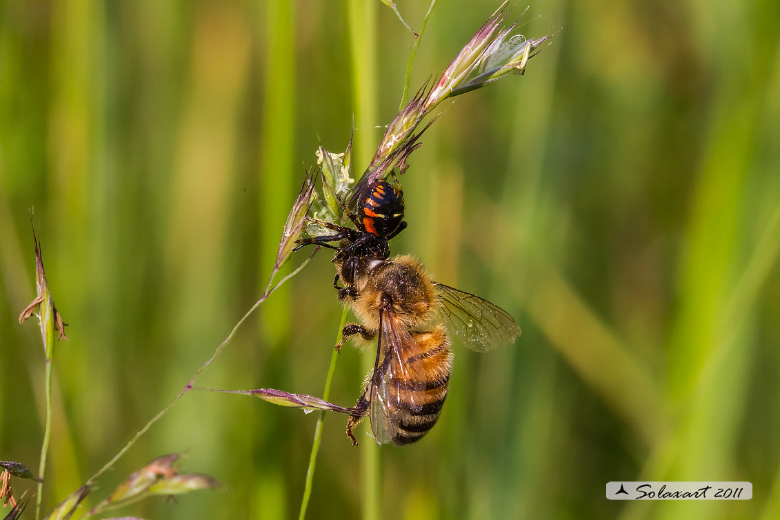 predatore: Synema globosum - preda: Ape mellifera 