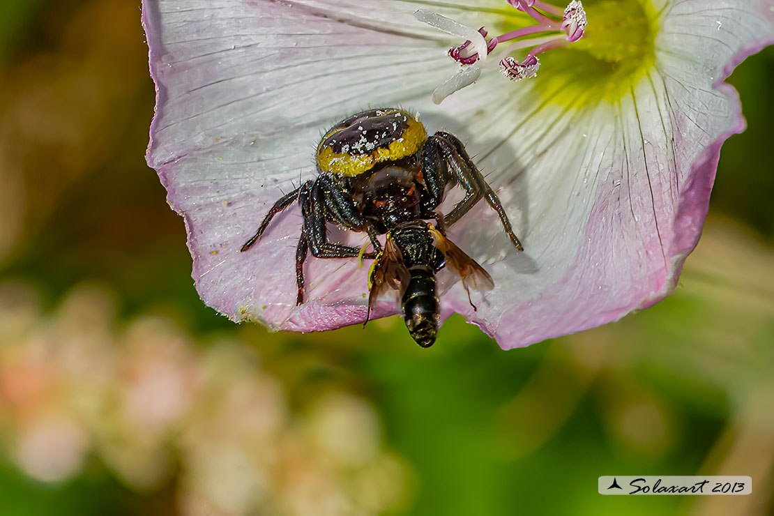 Synema globosum - Ragno Napoleone