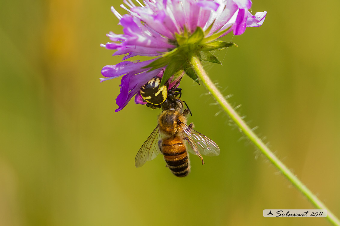 predatore: Synema globosum  - preda: Ape mellifera 