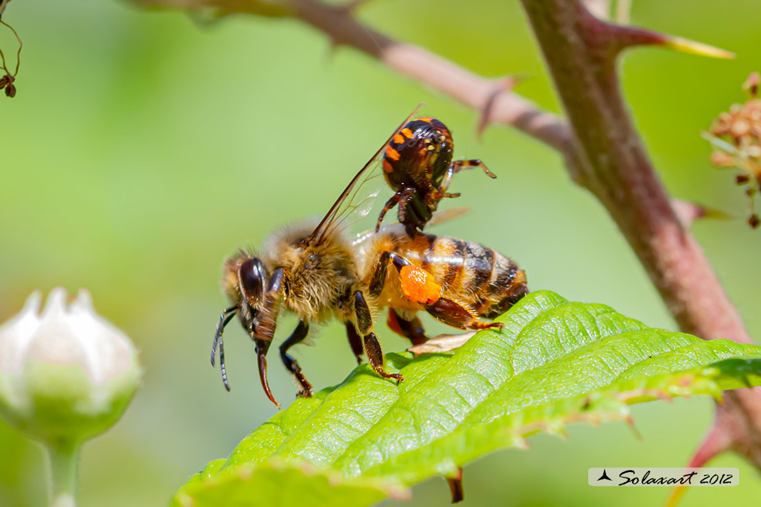 predatore: Synema globosum  -   preda: Ape mellifera 