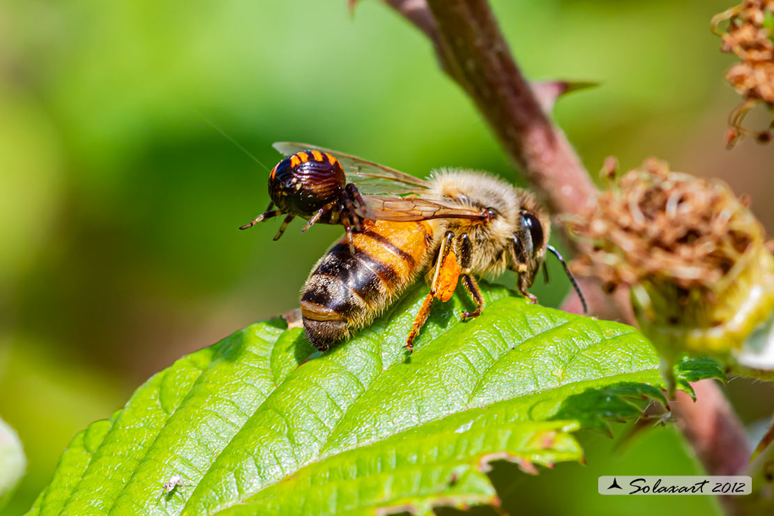 predatore: Synema globosum  -   preda: Ape mellifera 