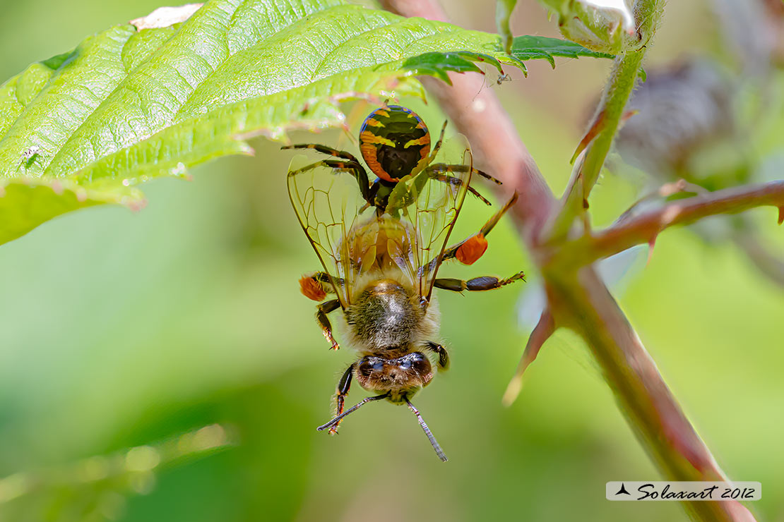 predatore: Synema globosum  -   preda: Ape mellifera 