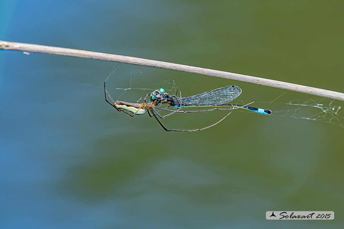   predatore:Tetragnatha extensa - preda: Ischnura elegans