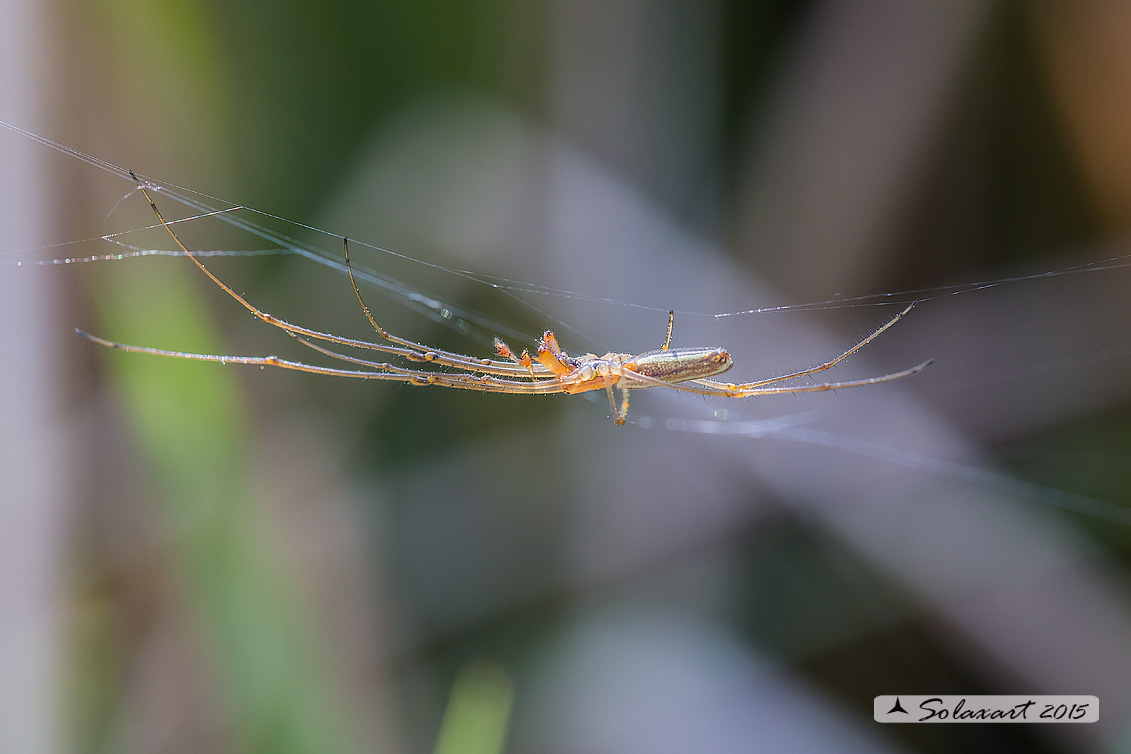 Tetragnatha extensa (maschio) - long jawed spider (male)