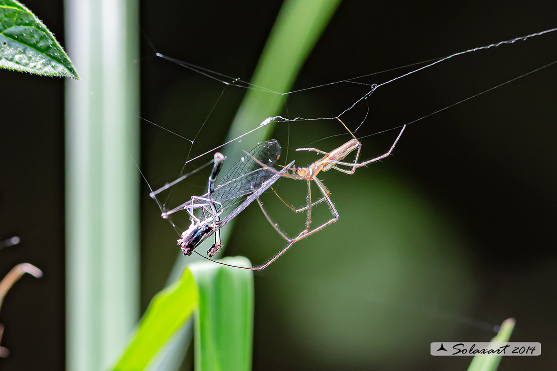 Tetragnatha montana - Silver stretch spider 