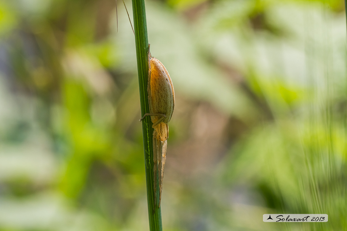 Tibellus oblongus (femmina); Grass spider (female)