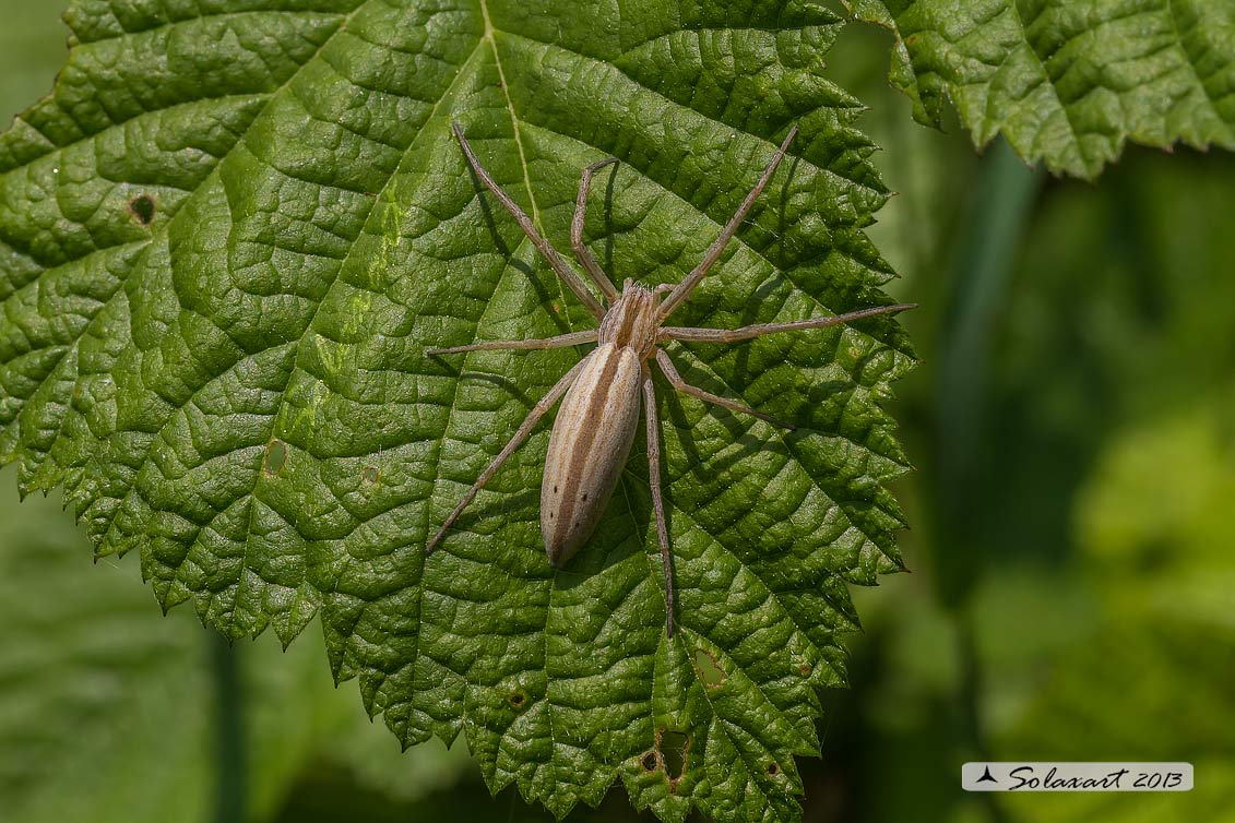 Tibellus oblongus (femmina); Grass spider (female)