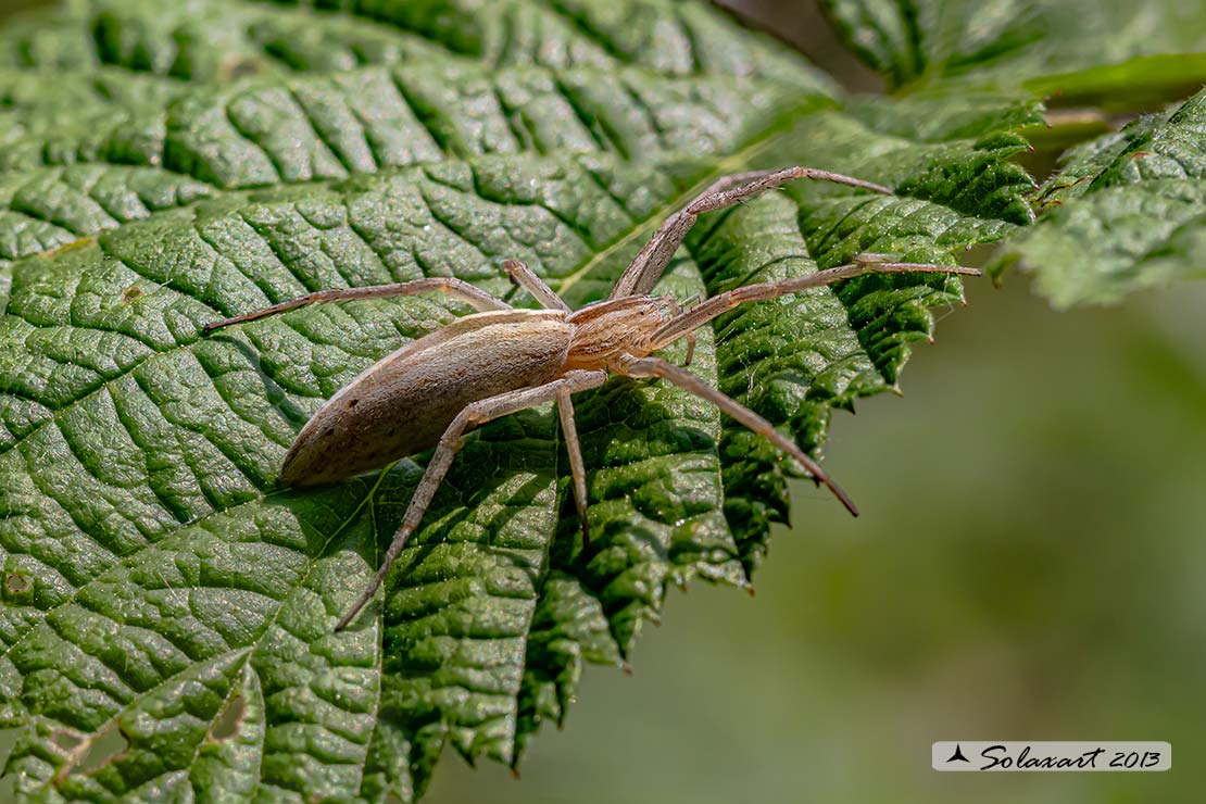 Tibellus oblongus (femmina); Grass spider (female)