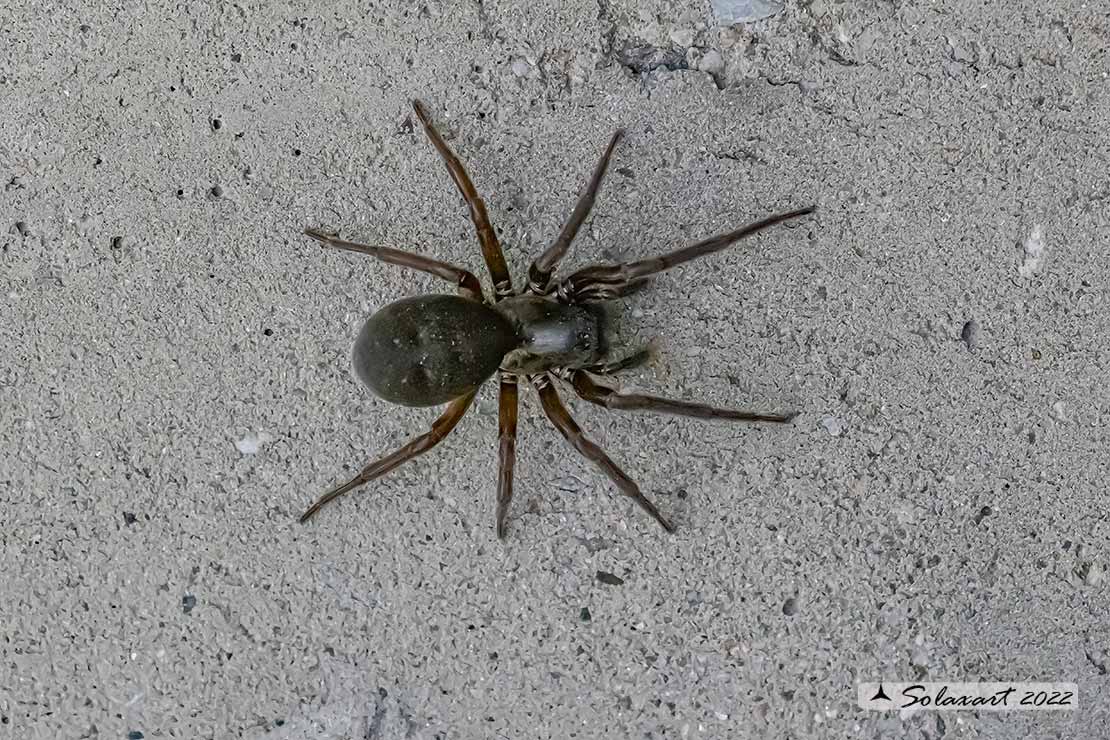 Titanoeca quadriguttata (female)