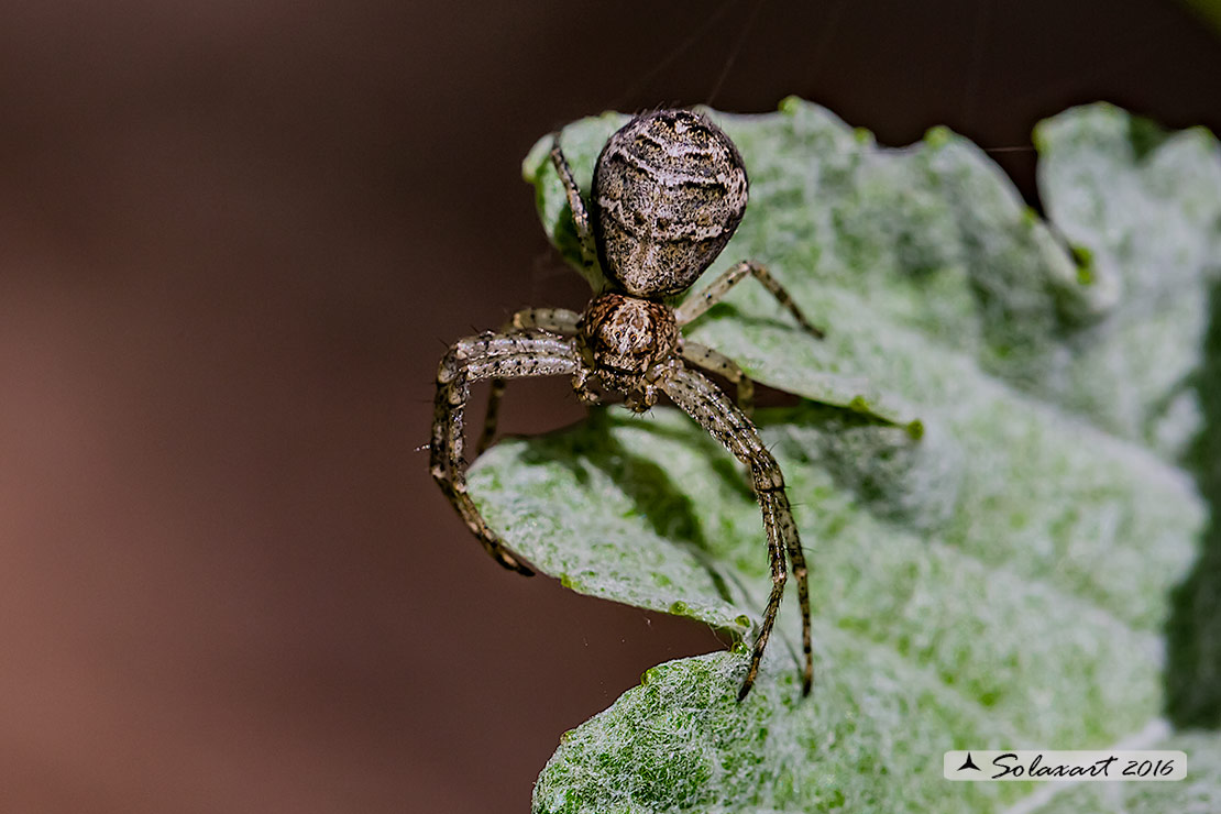 Tmarus piger