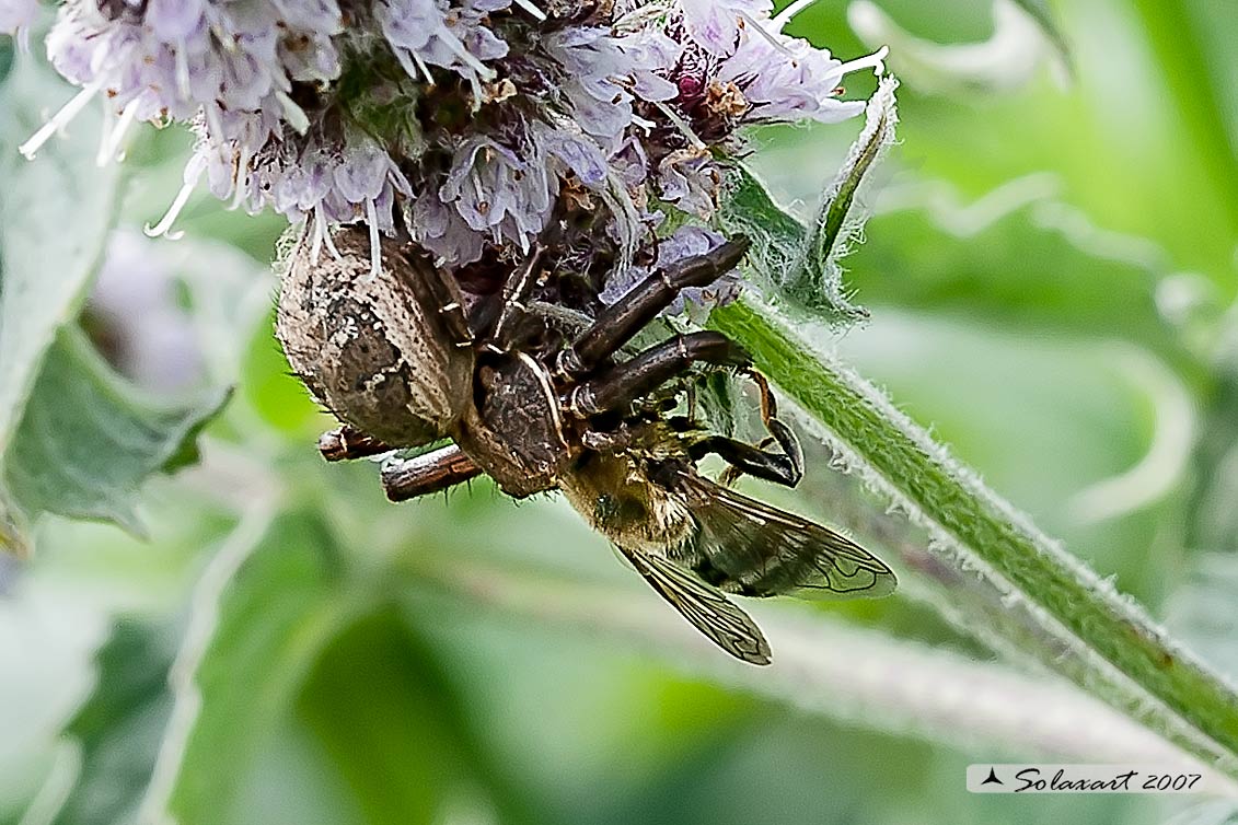 Thomsisidae