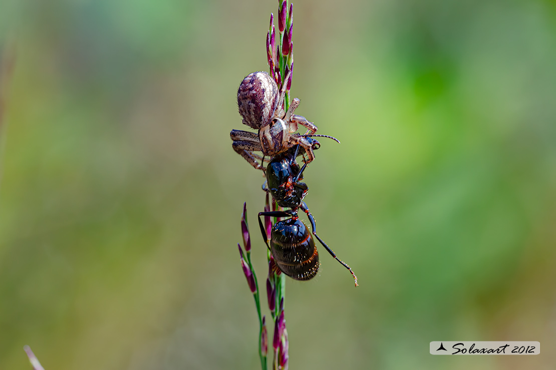 Thomsisidae