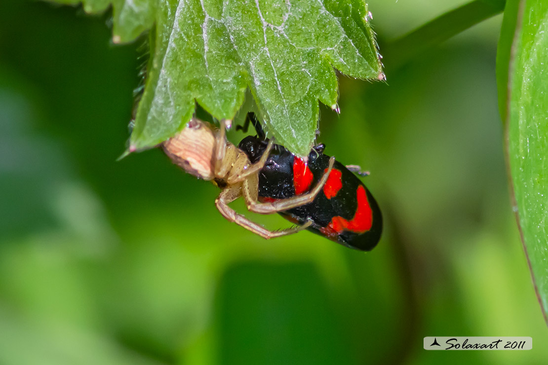 predatore: Xysticus ulmi - preda:   Cercopis sanguinolenta 