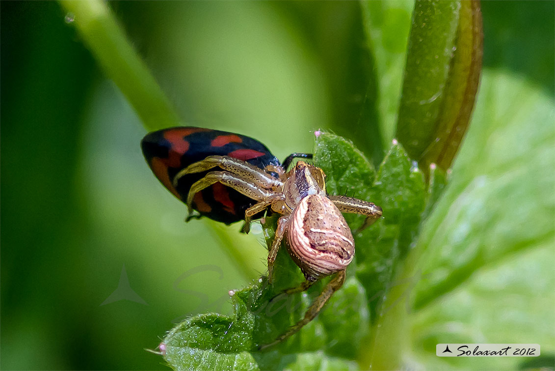 predatore: Xysticus ulmi - preda:   Cercopis sanguinolenta 