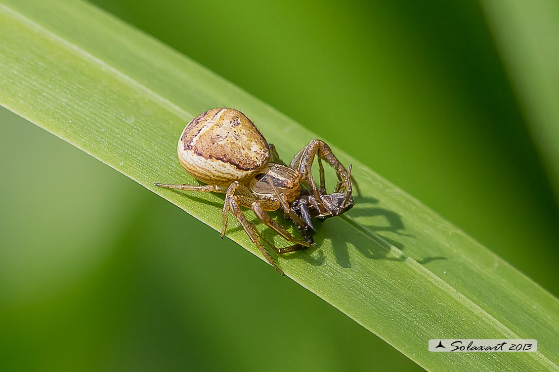 predatore:  Xysticus-ulmi     -    preda:   maschio della stessa specie (probabilmente dopo l'accoppiamento)