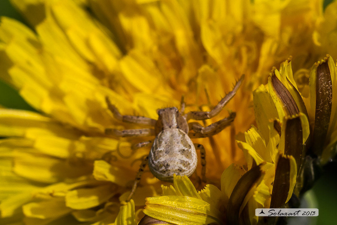 Xysticus cristatus   (femmina)  