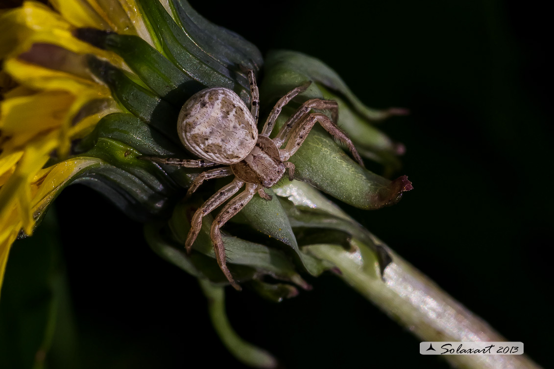 Xysticus cristatus   (femmina)  