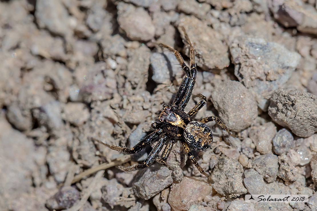 Xysticus lanio