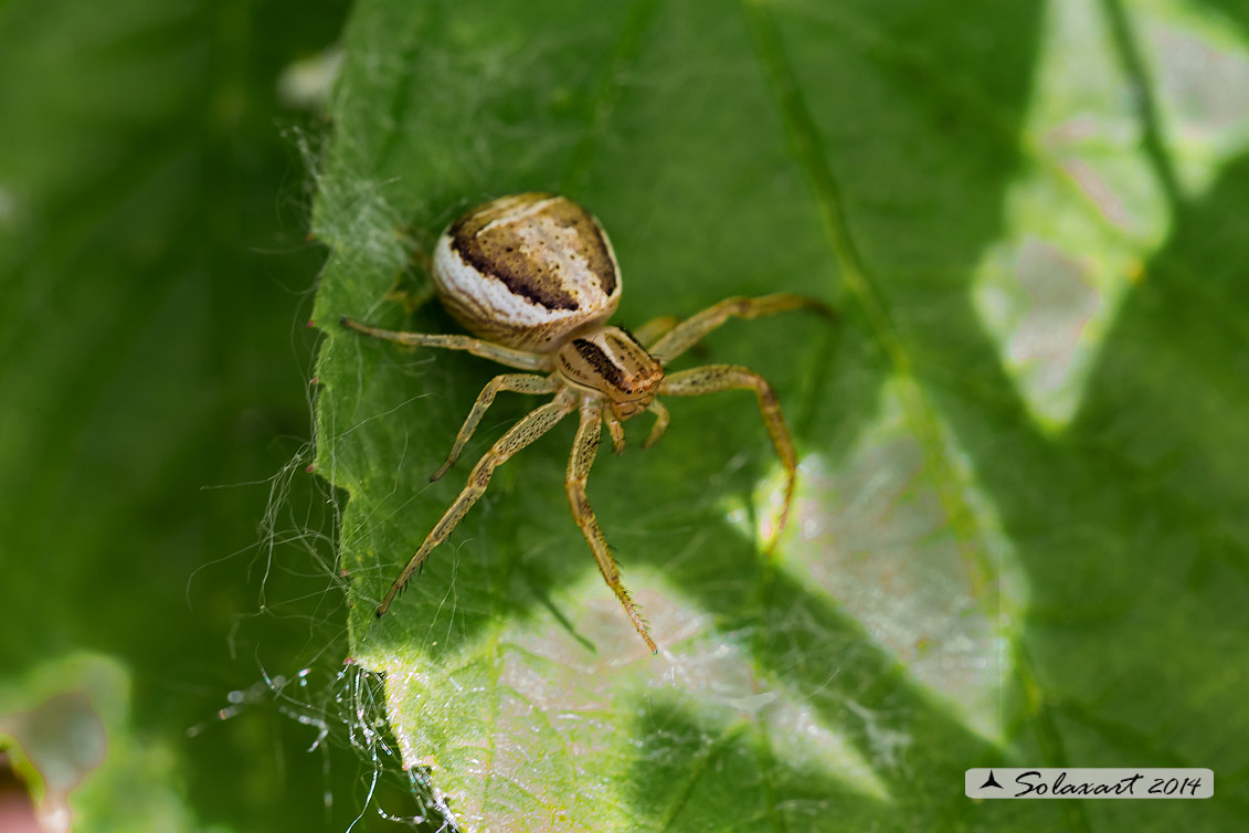 Xysticus ulmi  -  Crab spider