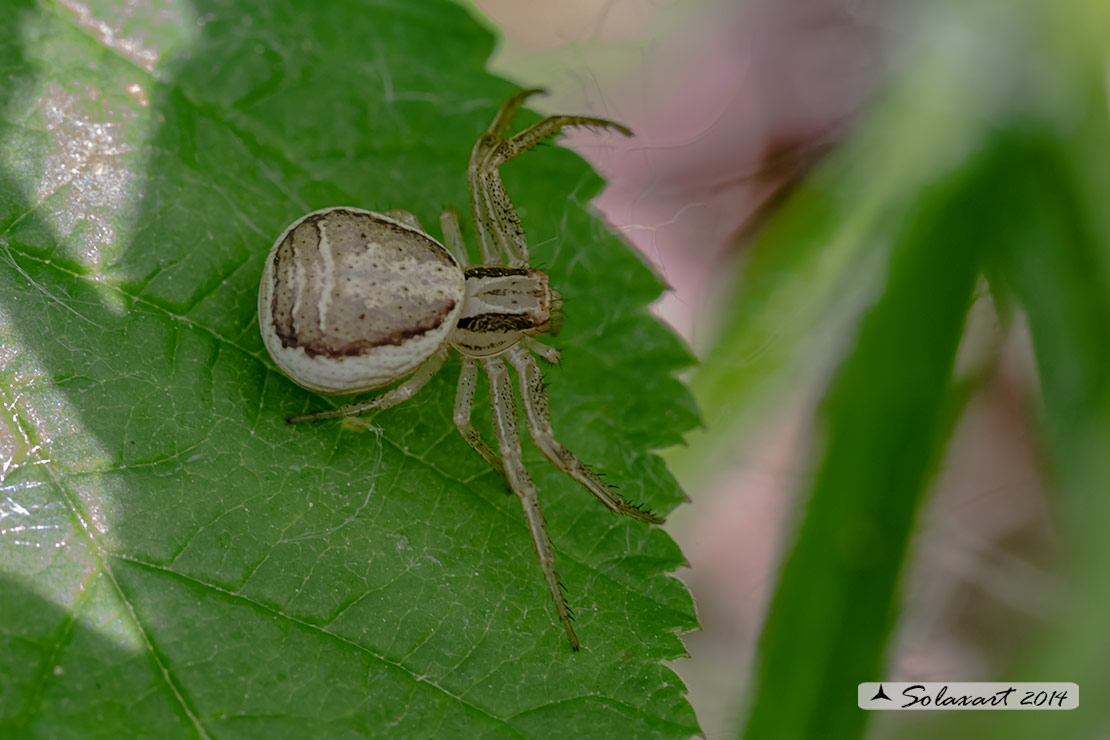 Xysticus ulmi  -  Crab spider