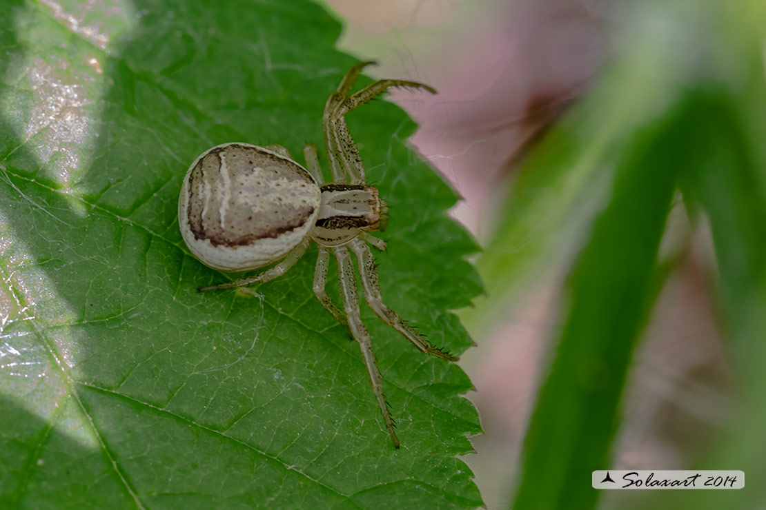 Xysticus ulmi - Crab spider